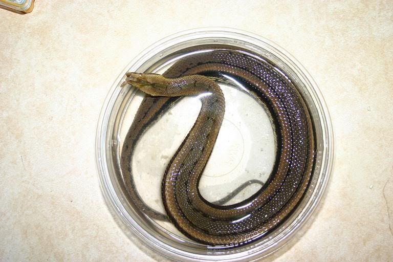 Tentacle Snakes Erpeton tentaculatus Location Rio Grande Valley